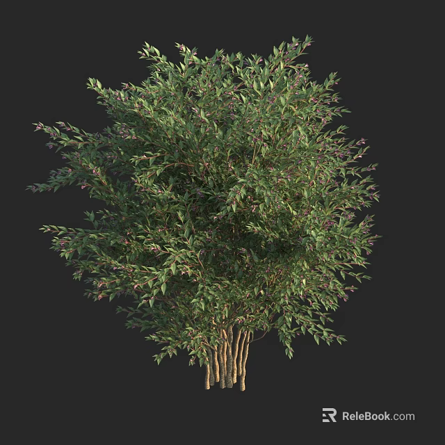 Lush Green Shrub Featuring Vibrant Purple Berries and Multiple Trunks for Landscaping 3d model 