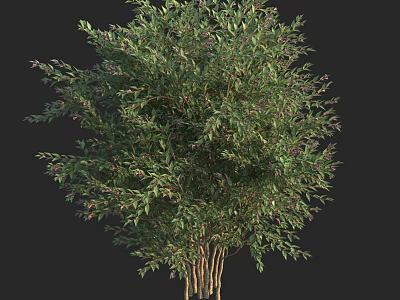 Lush Green Shrub Featuring Vibrant Purple Berries and Multiple Trunks for Landscaping 3d model