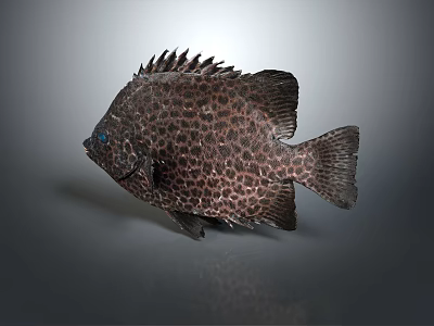 modern fish freshwater fish marine fish animal 3d model