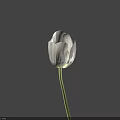 White Tulip with Blue Stripes Close Up Against Deep Blue Background 3d model