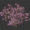 Three Pink Flowering Trees in 3D Model with White Background and Different Sizes