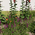 Tall Red Foxglove Surrounded by Low Purple Orange Flowers Green Herbs Stones and Mulch