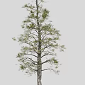 Pine 3d model