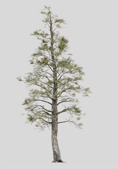 Tall Pine Tree With Thick Trunk And Green Needles Against Gray Background 3d model Tall Pine Tree With Thick Trunk And Green Needles Against Gray Background 3d model