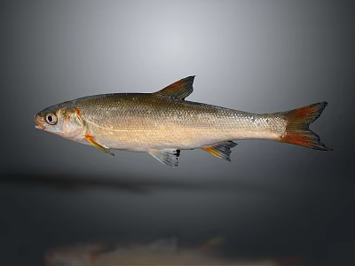 Silver Fish with Orange Fins and Tail Floating in Gray Background with Shiny Reflection 3d model