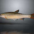 Silver Fish with Orange Fins and Tail Floating in Gray Background with Shiny Reflection