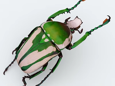 Colorful Green And White Striped Beetle With Green Legs And Horn Like Head 3d model