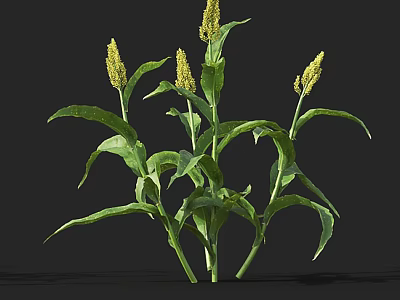 Green Leafy Flowering Plant With Yellow Spikelets In Natural Garden 3d model