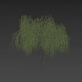 Tall Lush Willow Tree Under Blue Sky With White Clouds And Silhouette Of A Person Below