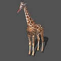 Giraffe Realistic Animal Deer Giraffe Zoo Mammal Reptile Wild 3d model