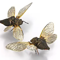 Two Cicadas as Flying Insects with Transparent Wings and Dark Bodies on White Background