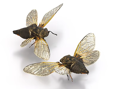 Two Cicadas as Flying Insects with Transparent Wings and Dark Bodies on White Background 3d model