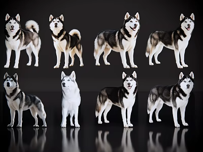 Diverse Reptile Specimens In Various Poses Displayed On Black Background With Reflections 3d model