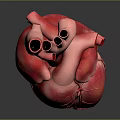 Human Heart Anatomical Structure Detailed 3D Model With Vascular System On Gray Background 3d model