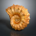 Chi chrysanthemum stone ancient fossil stone chrysanthemum fossil items 3d model
