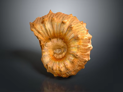 Chi chrysanthemum stone ancient fossil stone chrysanthemum fossil items 3d model