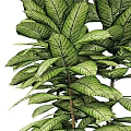 Potted Bonsai Plant with Lush Green Leaves Vibrant Patterns in Black Pot Detailed View