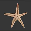 Pink Orange Starfish with Textured Arms Standing on Dark Reflective Background