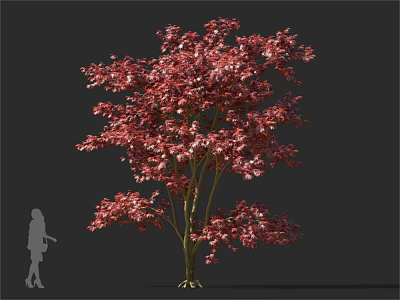 Tall Tree With Vibrant Red Leaves And Human Silhouette For Scale 3d model
