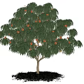 Fruit Bearing Arbor With Green Leaves Under Blue Sky And White Clouds On Grassy Ground