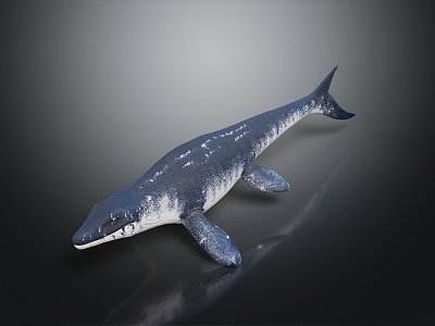 whale cartoon whale mammal marine mammal marine animal fish freshwater fish marine fish model