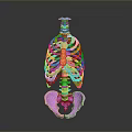 Colorful 3D Human Skeleton Anatomical Model Showcasing Spine Ribs And Pelvis Structure