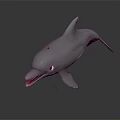 Gray Dolphin 3D Model With Open Mouth Shiny Surface And Reflection 3d model
