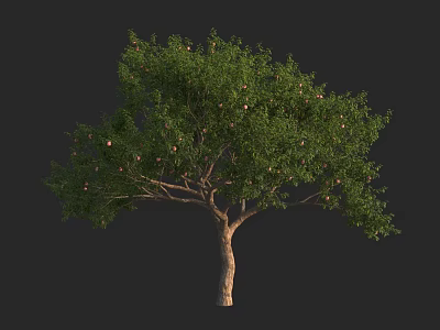Tall Arbor Tree with Lush Green Foliage and Ripe Fruits on Brown Trunk 3d model