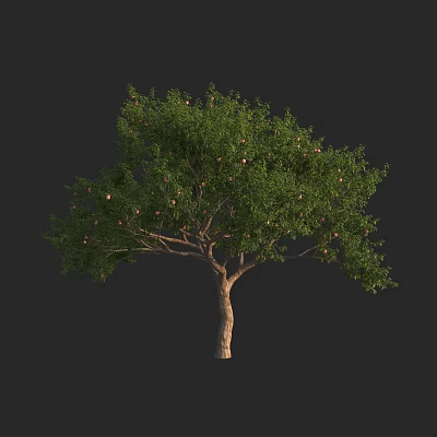 Tall Arbor Tree with Lush Green Foliage and Ripe Fruits on Brown Trunk 3d model