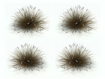 Natural Grass Flower Clusters With Brown Stems And Delicate White Tips 3d model