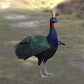Vibrant Green Reptile With Blue Scales And Red Head Standing On Grassy Ground