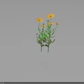 Several Yellow Flowers With Green Stems And Leaves On Dark Background