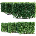 Neatly Trimmed Green Garden Hedges Arranged as Square Blocks and Lush Bushes for Landscaping Decor