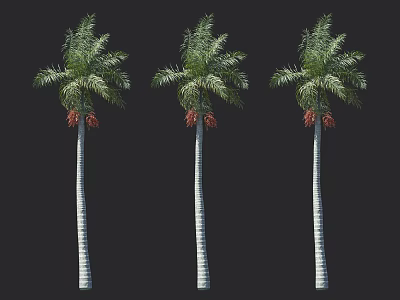 Three Tall Palm Trees With White Trunks Green Fronds And Red Fruits 3d model