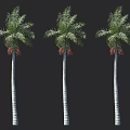Three Tall Palm Trees With White Trunks Green Fronds And Red Fruits