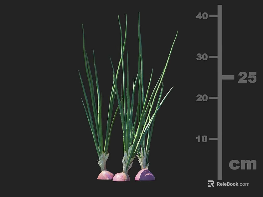 Green Onions With Green Leaves And Purple Roots Growing To 25 cm Height 3d model 