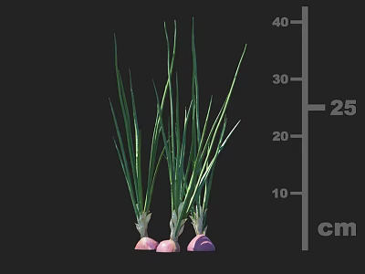 Green Onions With Green Leaves And Purple Roots Growing To 25 cm Height 3d model