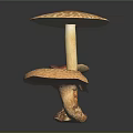 Different Types of Colorful Mushrooms With Unique Shapes And Textures On Black Background