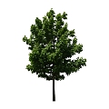 Tree 3d model