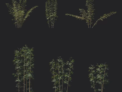 Various Bamboo Plants With Green Leaves And Tall Stems In Natural Setting 3d model