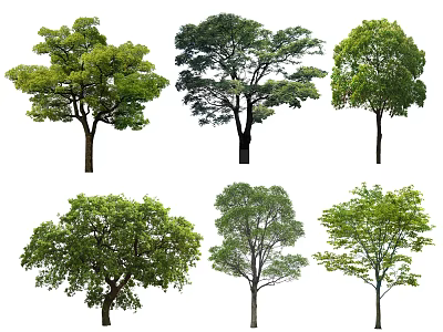 Various Green Arbor Trees With Different Foliage Shapes And Natural Canopies 3d model