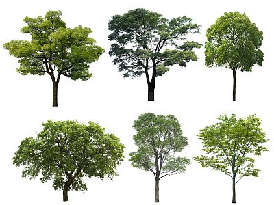 modern tree camphor tree landscape tree street tree ancient tree modeling tree big tree crooked neck tree model