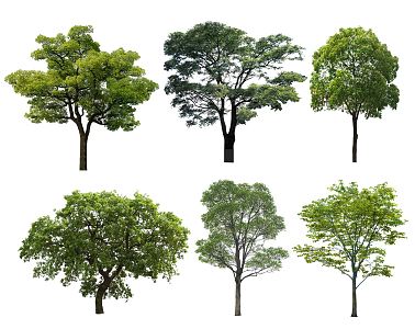 modern tree camphor tree landscape tree street tree ancient tree modeling tree big tree crooked neck tree 3d model