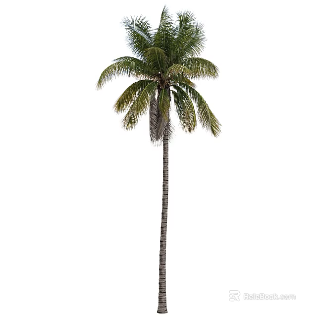 Tropical Palm Tree With Tall Trunk And Green Palm Leaves As Tropical Arbor 3d model 
