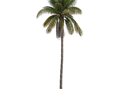 Tropical Palm Tree With Tall Trunk And Green Palm Leaves As Tropical Arbor 3d model