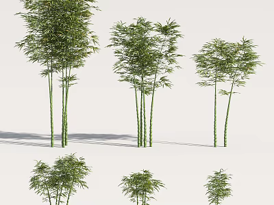 Various Bamboo Plants With Tall Slender Stems Lush Green Leaves And Different Sizes 3d model