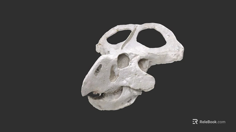 Prehistoric Reptile Skull Fossil With Detailed Anatomical Features And Natural Bone Structure 3d model 
