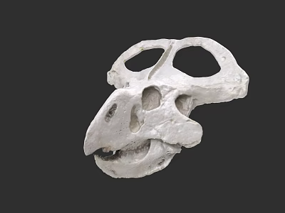 Prehistoric Reptile Skull Fossil With Detailed Anatomical Features And Natural Bone Structure 3d model