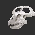 Prehistoric Reptile Skull Fossil With Detailed Anatomical Features And Natural Bone Structure