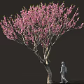 Arbor With Blooming Pink Flowers Curved Trunk And Person Walking Against Dark Background